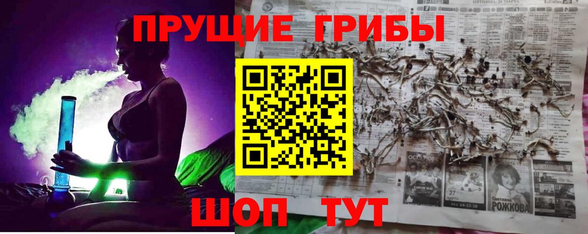 Псилоцибиновые грибы Psilocybe Шахты
